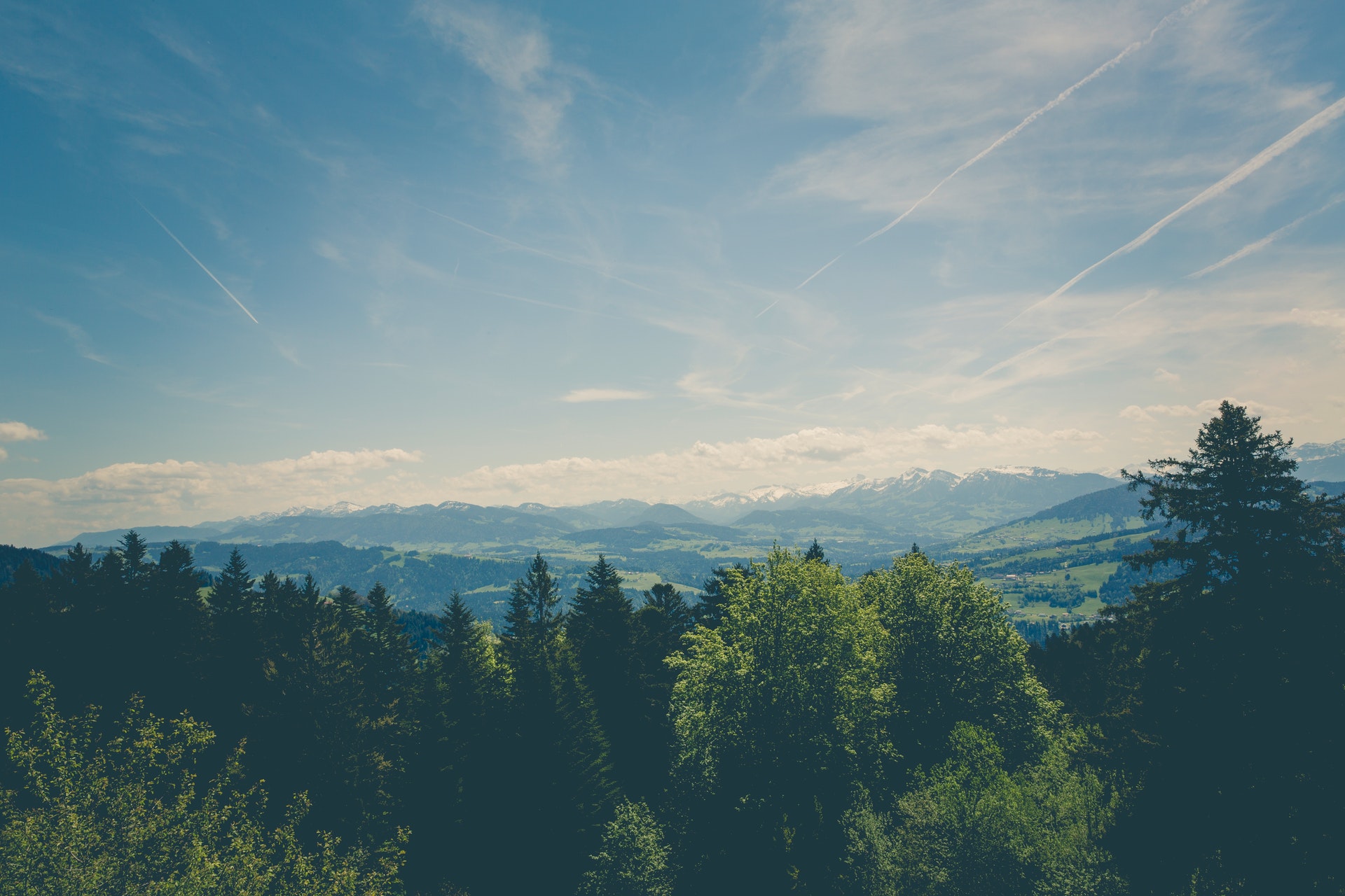 Forest Picture